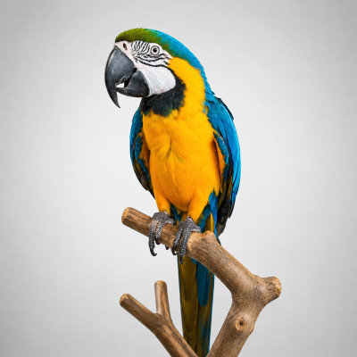 Guacamayo azul y amarillo Ara ararauna de 12 meses con plumaje completo y brillante en percha de madera.