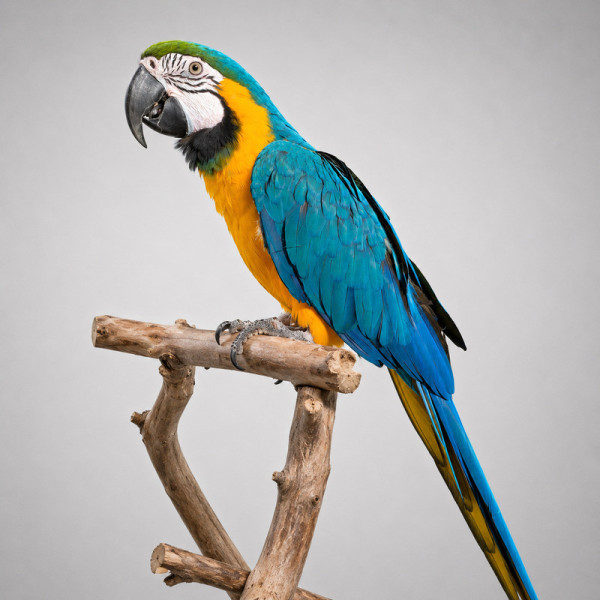 Guacamayo azul y amarillo papillero - Ara ararauna hembra anillado (10 meses) ♮002