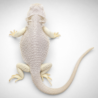 Dragón barbudo hembra subadulta fase Hypo Zero High White sin patrón y color blanco puro.
