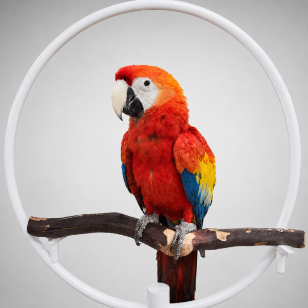 Guacamayo rojo papillero - Ara macao (macho o hembra) anillado 15 meses ♮002