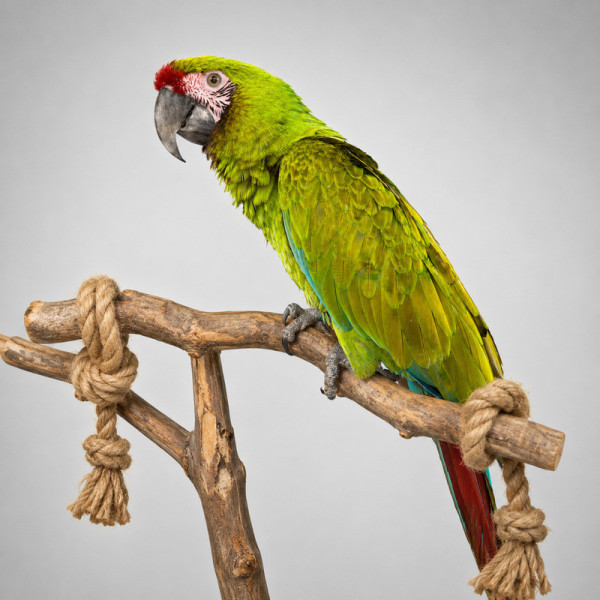 Guacamayo militar papillero - Ara militaris macho anillado (10 meses) ♮001