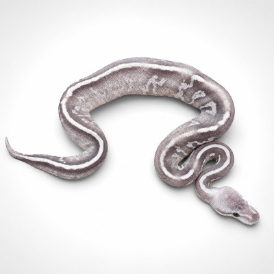 Python regius con genética compleja Yellow Belly y Het Clown alimentándose perfectamente con garantía sanitaria.