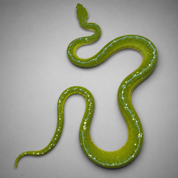 Pitón arborícola verde Manokwari - Morelia viridis adulto macho (2 años) ♮001