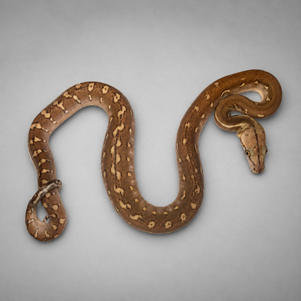 Pitón reticulada 84.375% Super Dwarf Kalatoa Phantom Het Anery - Malayopython reticulatus juvenil macho (2 meses) ♮001