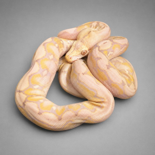 Pitón reticulada 50% Kalatoa 6.25 Jampea Purple Snow - Malayopython reticulatus adulta hembra (2 años) ♮001