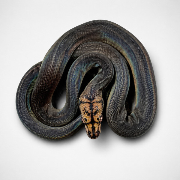 Pitón reticulada Motley Golden Child Pos Het Albino Het Anery Syntec - Malayopython reticulatus juvenil macho (3 meses) ♮001