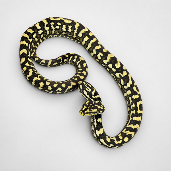 Pitón alfombra de la jungla - Morelia spilota cheynei adulta (macho o hembra) 1 año ♮001