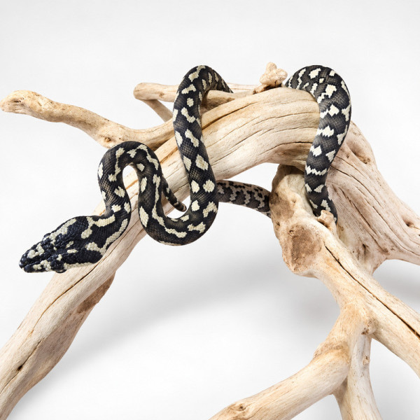 Pitón alfombra de la jungla - Morelia spilota cheynei juvenil (macho o hembra) 2 meses ♮001