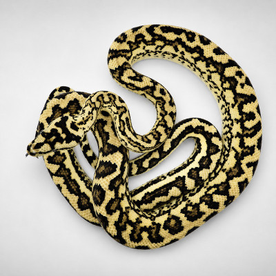 Macho adulto de pitón alfombra costera Morelia spilota mcdowelli fase Caramel Tiger de dos años.