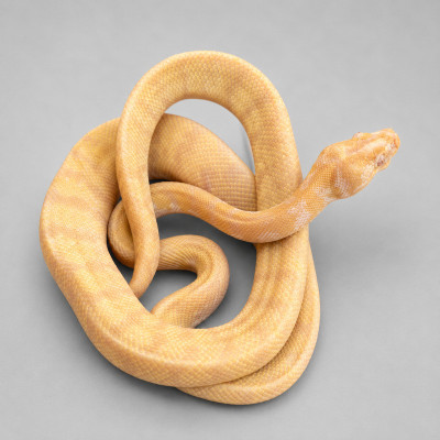 Pitón alfombra Darwin Albino - Morelia spilota variegata juvenil macho (4 meses) ♮001
