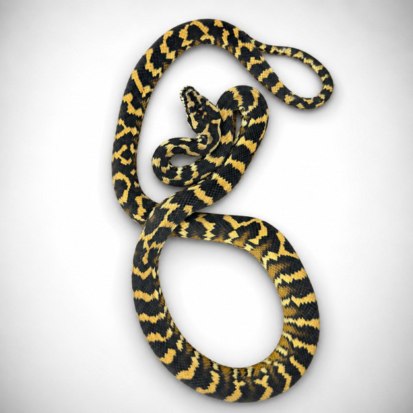 Pitón alfombra Irian Jaya Papuan - Morelia spilota harrisoni juvenil hembra (6 meses) ♮002