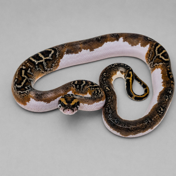 Pitón de Birmania 50% Het Gulf Coast Caramel Piebald - Python bivittatus juvenil hembra (3 meses) ♮001