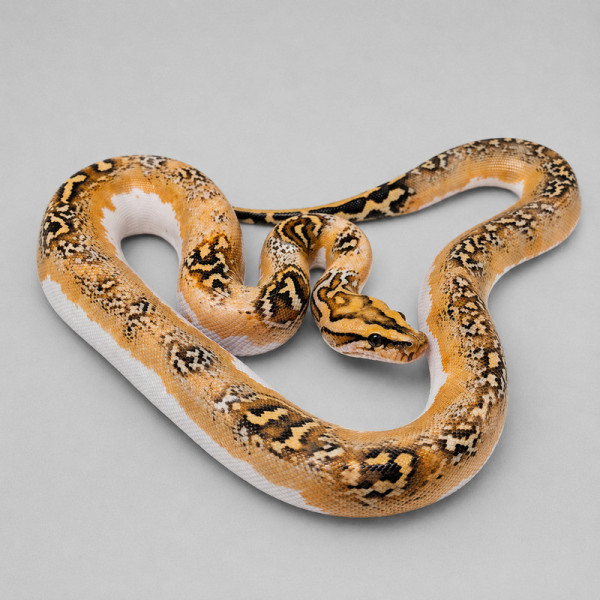 Pitón de Birmania Gulf Coast Caramel Piebald - Python bivittatus juvenil hembra (4 meses) ♮005