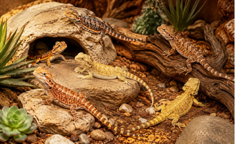 Dragón Barbudo: Precio, terrario y cuidados en España 2026