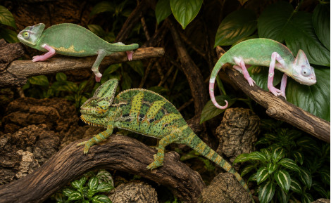 Guía maestra del camaleón del Yemen (Chamaeleo calyptratus)